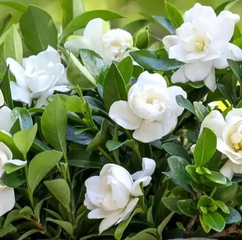Cape Jasmine Plant - Gardenia Shrubs - 8-12 Inch Tall - White Flowers - Half Gallon Pot