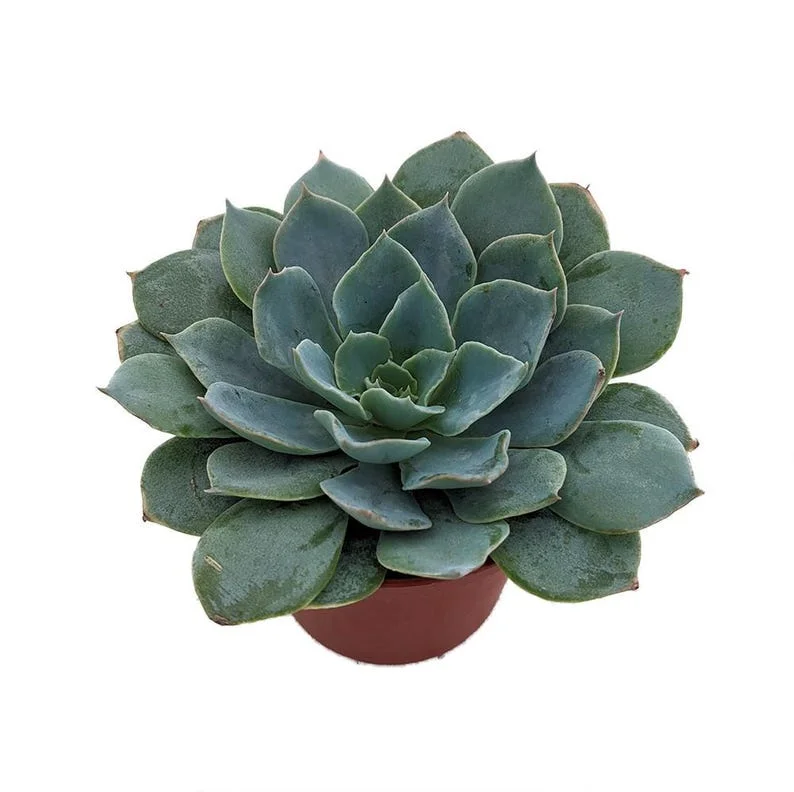 Caribbean Blue Desert Rose Echeveria Succulent Plant - 2.5 Inch Pot - Easy Care