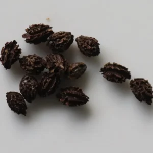 Caribbean Red Papaya Seeds - 200 Sweet Fruit Seeds for Planting