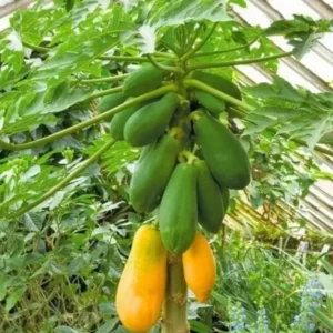 Caribbean Red Papaya Seeds - 200 Sweet Fruit Seeds for Planting