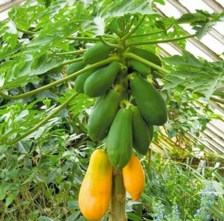 Caribbean Red Papaya Seeds - 200 Sweet Fruit Seeds for Planting