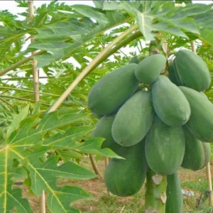 Caribbean Red Papaya Seeds - 200 Sweet Fruit Seeds for Planting