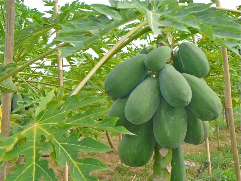 Caribbean Red Papaya Seeds - 200 Sweet Fruit Seeds for Planting