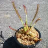 Carnivorous Cape Sundew (Drosera Capensis) – 3" Pot, Live Plant