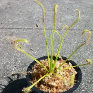 Carnivorous Cape Sundew (Drosera Capensis) – 3
