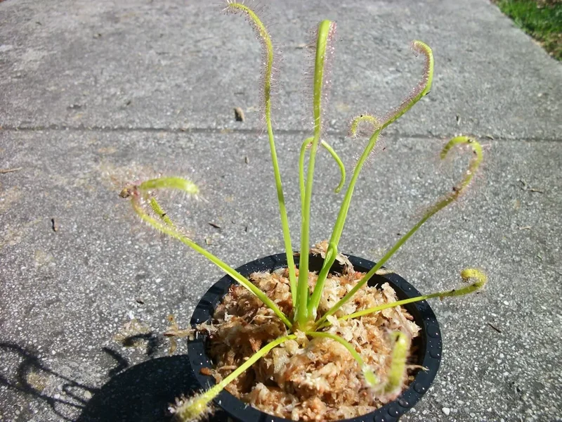 Carnivorous Cape Sundew (Drosera Capensis) – 3" Pot, Live Plant