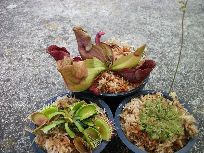 Carnivorous Plants Set - Venus Flytrap, Pitcher Plant, Sundew - Live Plants