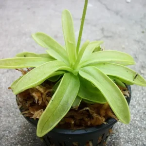 Carnivorous Primrose Butterwort Pinguicula Primuliflora - 3 Inch Pot