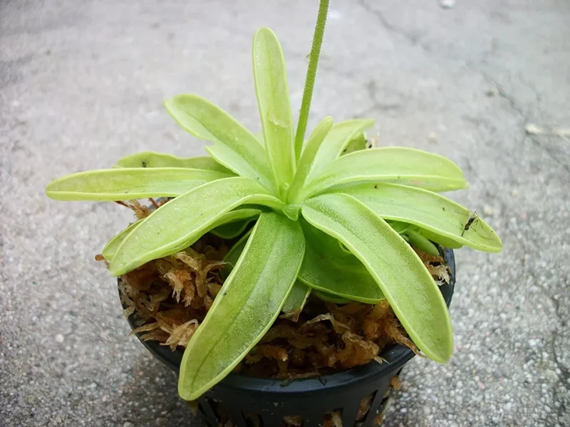 Carnivorous Primrose Butterwort Pinguicula Primuliflora - 3 Inch Pot