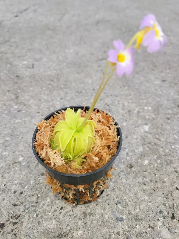 Carnivorous Primrose Butterwort Pinguicula Primuliflora - 3 Inch Pot