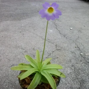 Carnivorous Primrose Butterwort Pinguicula Primuliflora - 3 Inch Pot