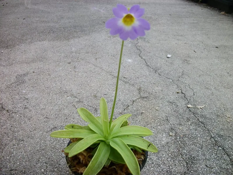Carnivorous Primrose Butterwort Pinguicula Primuliflora - 3 Inch Pot