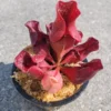 Carnivorous Sarracenia Purpurea Venosa | 3.75" Net Pot | Live Purple Pitcher Plant