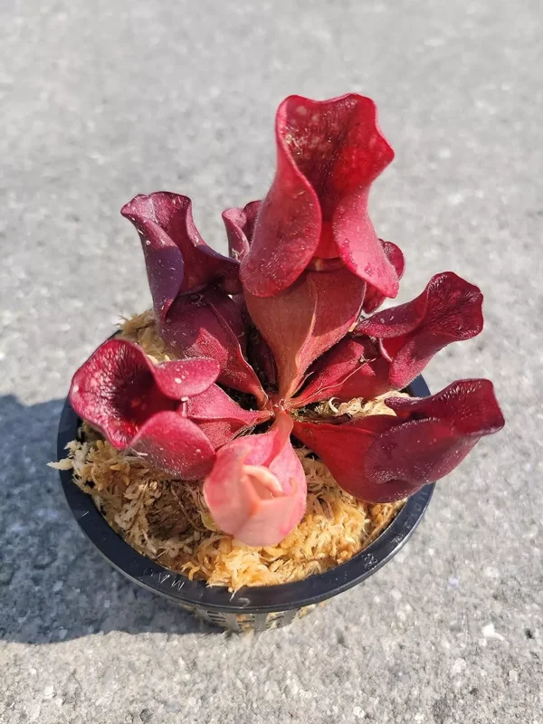 Carnivorous Sarracenia Purpurea Venosa | 3.75" Net Pot | Live Purple Pitcher Plant