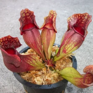 Carnivorous Sarracenia Purpurea Venosa | 3.75