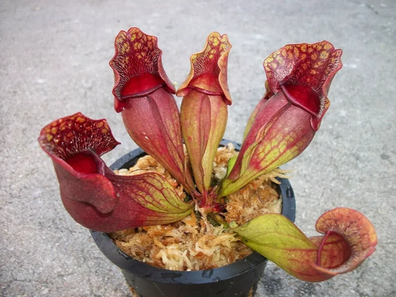 Carnivorous Sarracenia Purpurea Venosa | 3.75" Net Pot | Live Purple Pitcher Plant