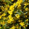 Carolina Jessamine 1 Gallon Live Plant - Fragrant Yellow Flowers, Climbing Vine