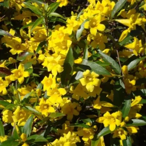 Carolina Jessamine 1 Gallon Live Plant - Fragrant Yellow Flowers, Climbing Vine