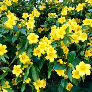 Carolina Jessamine 1 Gallon Live Plant - Fragrant Yellow Flowers, Climbing Vine