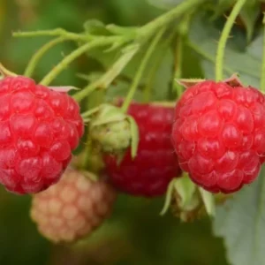 Caroline Raspberry Plant - Live Red Raspberry Bush - 4 to 8 Inch Tall - Sweet Fruit Tree