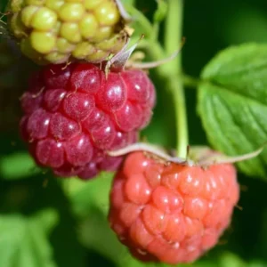 Caroline Raspberry Plant Live Red Raspberry Bush - 4 to 8 Inch Tall - Sweet Fruit Tree