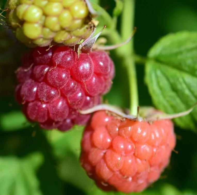 Caroline Raspberry Plant Live Red Raspberry Bush - 4 to 8 Inch Tall - Sweet Fruit Tree