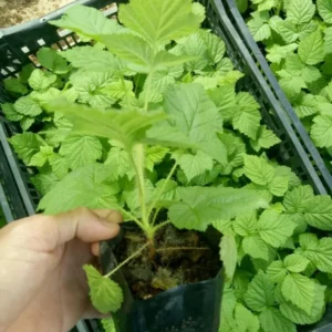 Caroline Raspberry Plant Live Red Raspberry Bush - 4 to 8 Inch Tall - Sweet Fruit Tree