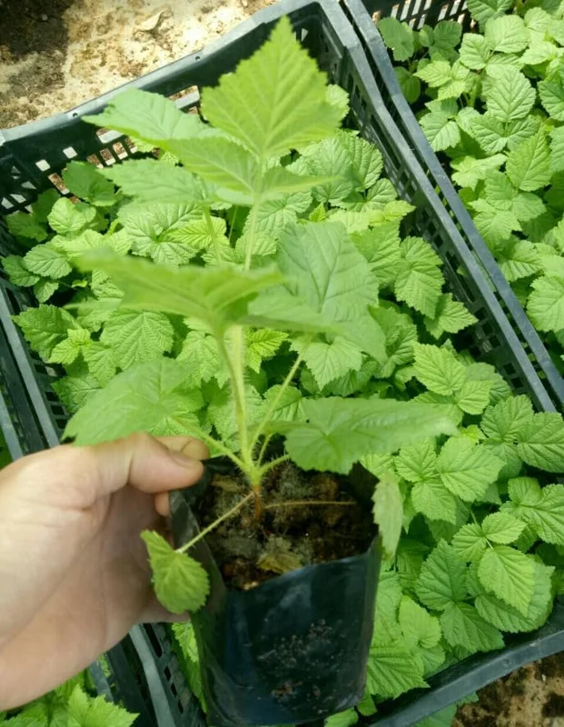 Caroline Raspberry Plant Live Red Raspberry Bush - 4 to 8 Inch Tall - Sweet Fruit Tree