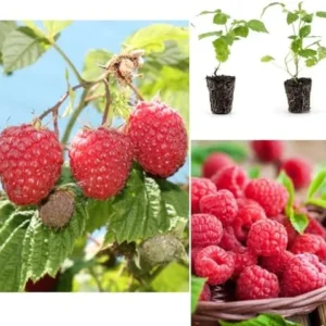 Caroline Raspberry Plant - Live Red Raspberry Bush - 4 to 8 Inch Tall - Sweet Fruit Tree