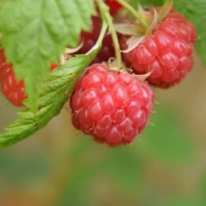 Caroline Raspberry Plant Live Red Raspberry Bush - 4 to 8 Inch Tall - Sweet Fruit Tree