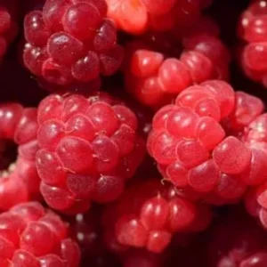 Caroline Raspberry Plant Live Red Raspberry Bush - 4 to 8 Inch Tall - Sweet Fruit Tree