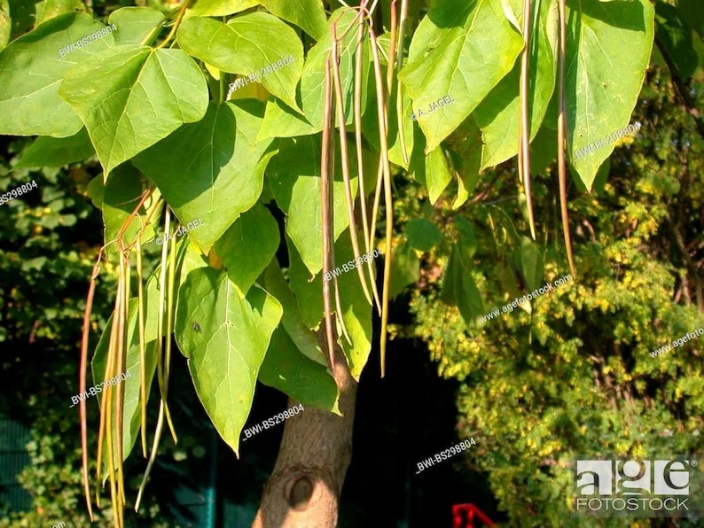 Catalpa Speciosa Tree Bare-root 12-18 Inch Tall | Fast-Growing Shade Tree, Large Leaves