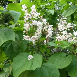 Catalpa Speciosa Tree Bare-root 12-18 Inch Tall | Fast-Growing Shade Tree, Large Leaves