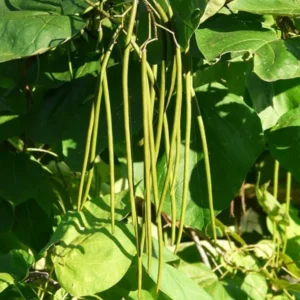 Catalpa Speciosa Tree Bare-root 12-18 Inch Tall | Fast-Growing Shade Tree, Large Leaves