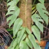 Cebu Blue Epipremnum Pothos Live Plant, 4-5 Leaves, Well Rooted, Air Purifying Vine