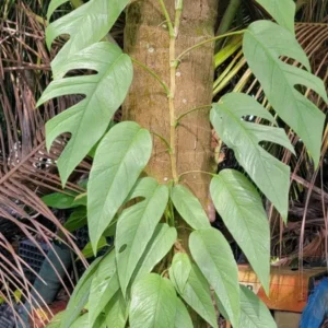 Cebu Blue Epipremnum Pothos Live Plant, 4-5 Leaves, Well Rooted, Air Purifying Vine