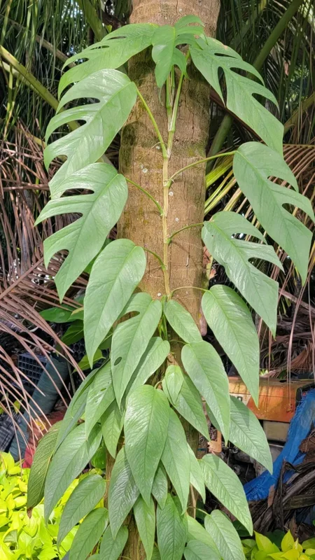 Cebu Blue Epipremnum Pothos Live Plant, 4-5 Leaves, Well Rooted, Air Purifying Vine