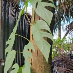 Cebu Blue Epipremnum Pothos Live Plant, 4-5 Leaves, Well Rooted, Air Purifying Vine