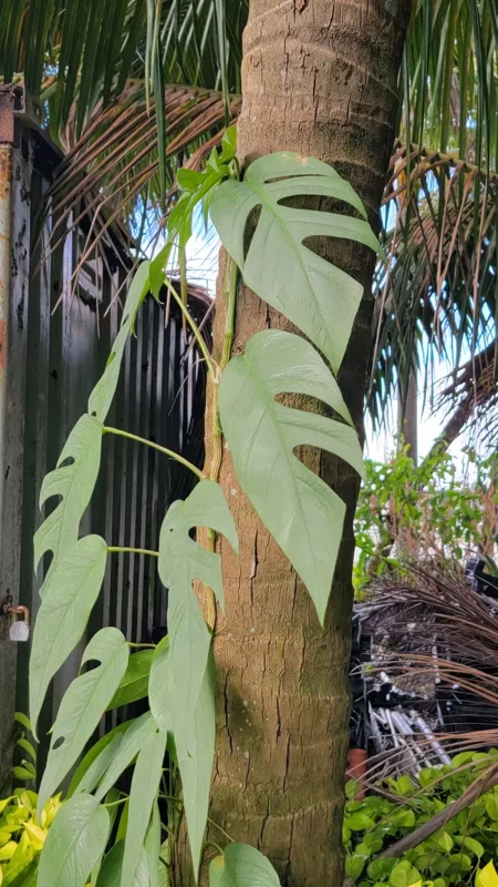 Cebu Blue Epipremnum Pothos Live Plant, 4-5 Leaves, Well Rooted, Air Purifying Vine