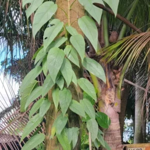 Cebu Blue Epipremnum Pothos Live Plant, 4-5 Leaves, Well Rooted, Air Purifying Vine