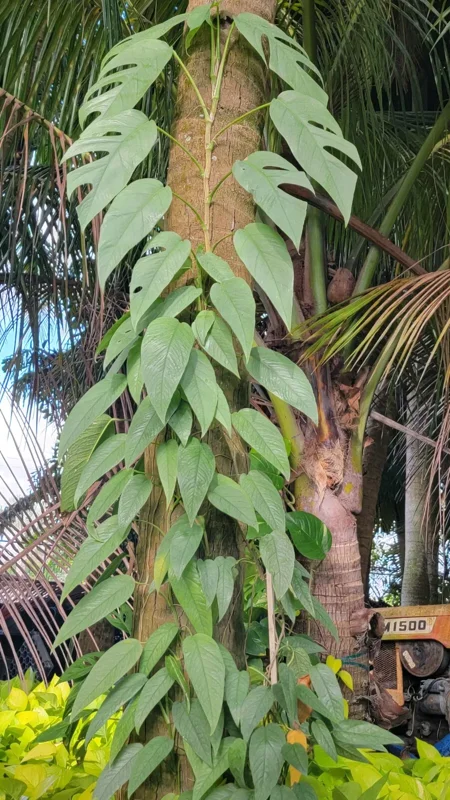 Cebu Blue Epipremnum Pothos Live Plant, 4-5 Leaves, Well Rooted, Air Purifying Vine