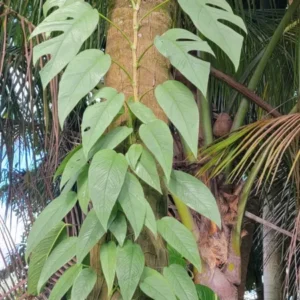 Cebu Blue Epipremnum Pothos Live Plant, 4-5 Leaves, Well Rooted, Air Purifying Vine