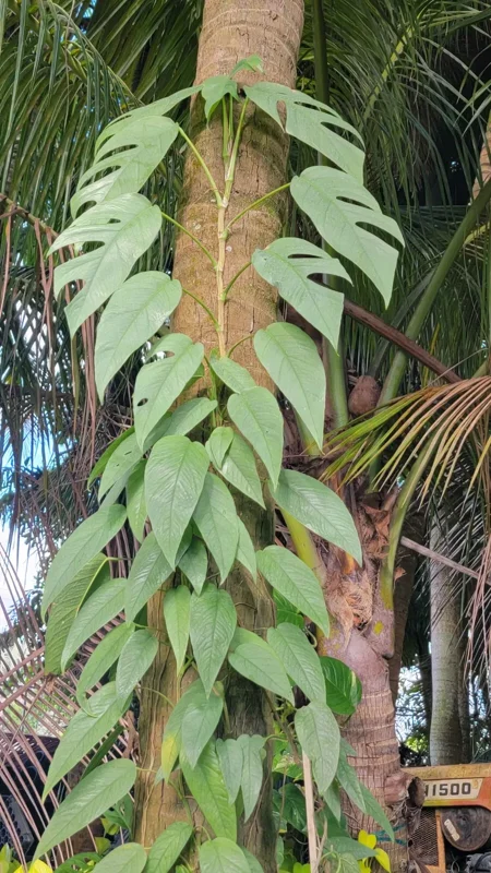 Cebu Blue Epipremnum Pothos Live Plant, 4-5 Leaves, Well Rooted, Air Purifying Vine