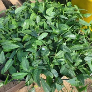 Cebu Blue Pothos 4in - Epipremnum Pinnatum - Rare Trailing Houseplant