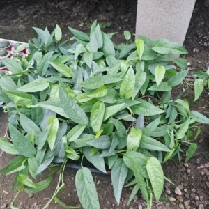 Cebu Blue Pothos 4in - Epipremnum Pinnatum - Rare Trailing Houseplant