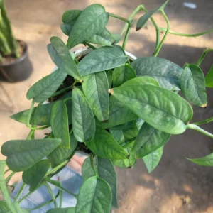 Cebu Blue Pothos 4in - Epipremnum Pinnatum - Rare Trailing Houseplant