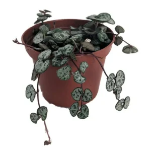 Ceropegia woodii String of Hearts – 2.5