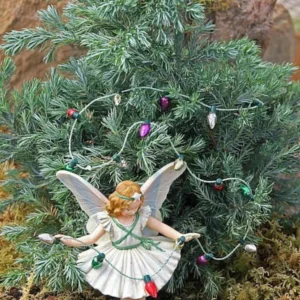 Chamaecyparis Boulevard Cypress – Hardy Miniature Dwarf Tree – 2.5