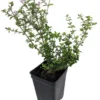 Cherry Blossom Serissa Tree - 2.5" Pot, Live Plant for House, Fairy Garden & Bonsai