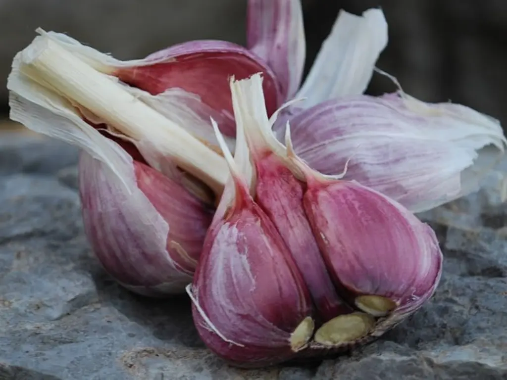 Chesnok Red garlic